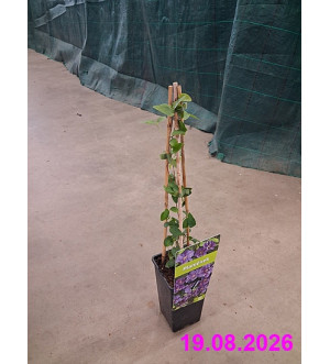 Clematis 'Ashva' RP 1,6 L
